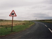 Sheep Ahead